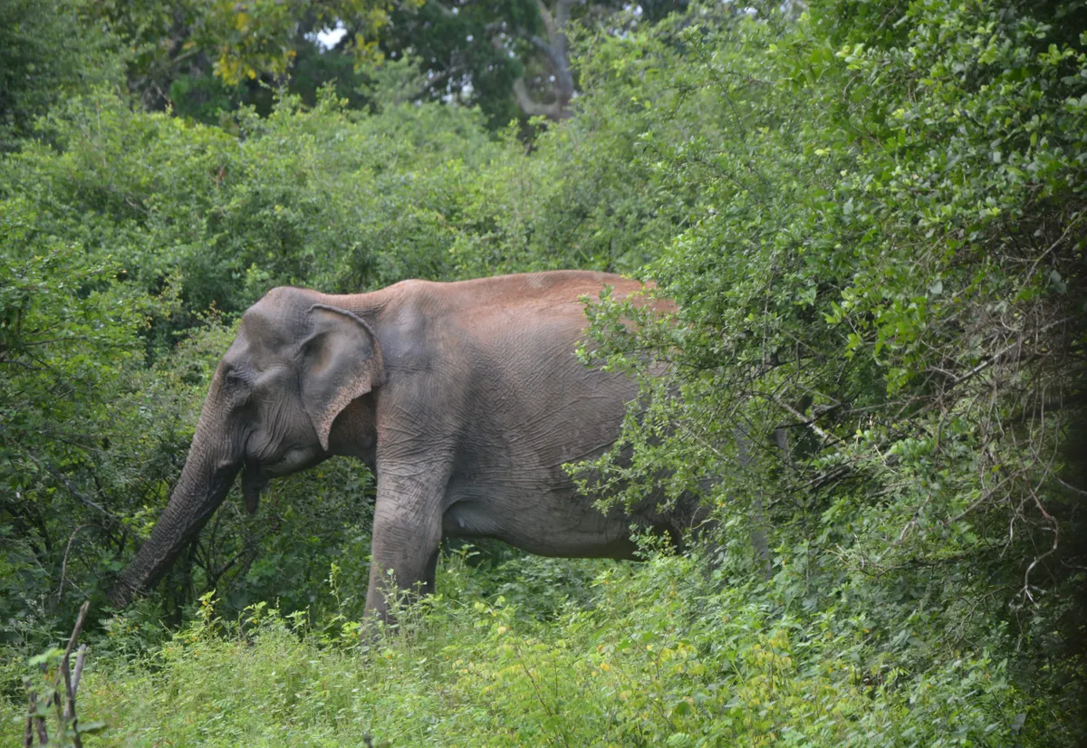 A wild elephant crossing a dusty track in Yala National Park