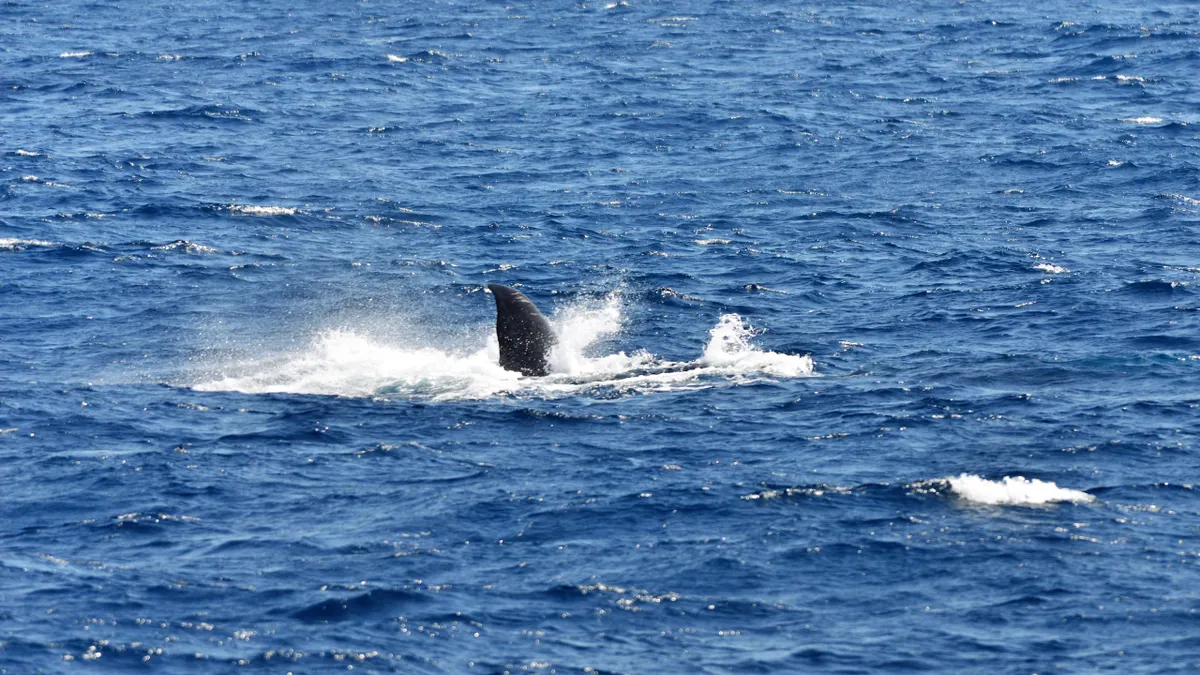 A blue whale fluking off the coast of Mirissa