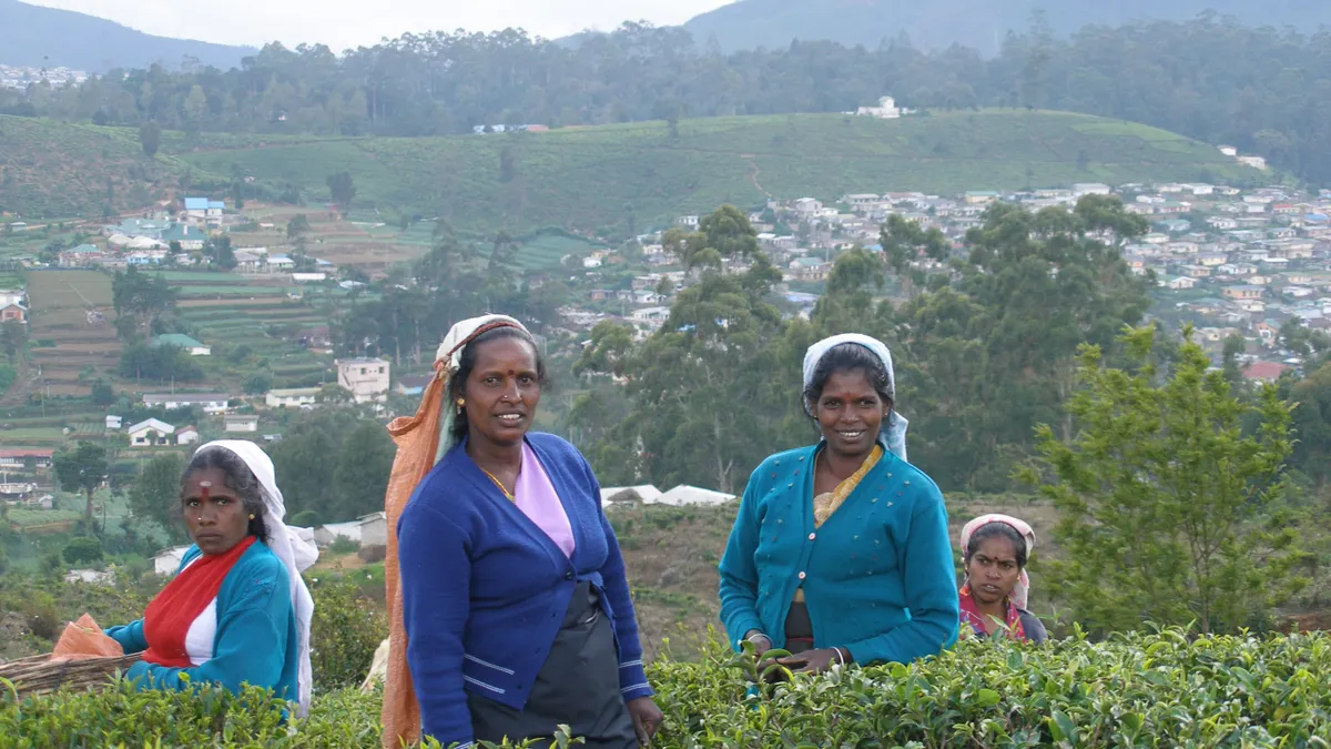 Tea pluckers working the emerald fields above Nuwara Eliya