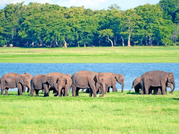 Wild Ceylon — 6 Day Safari & Culture
