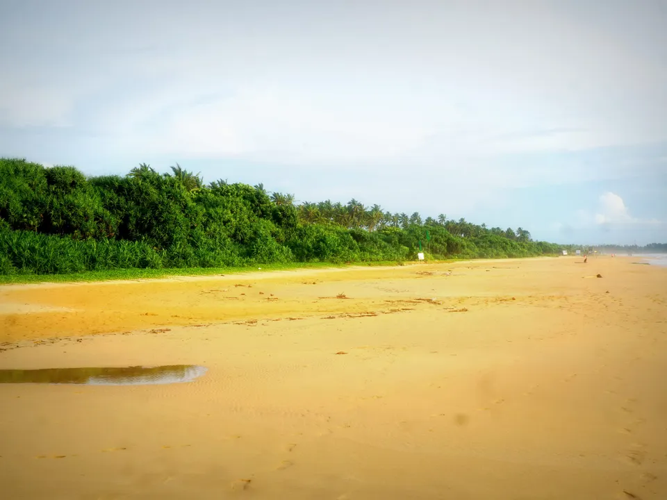 The long golden beach at Bentota backed by palms
