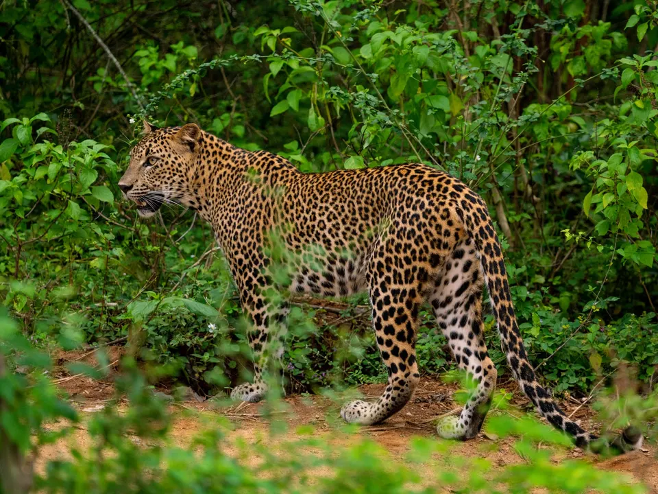 Leopard in Yala National Park